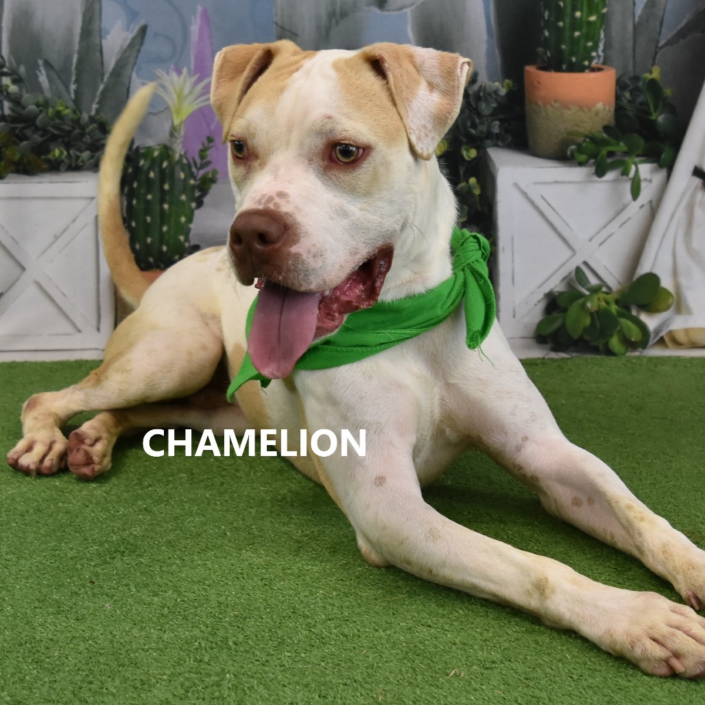 Chameleon