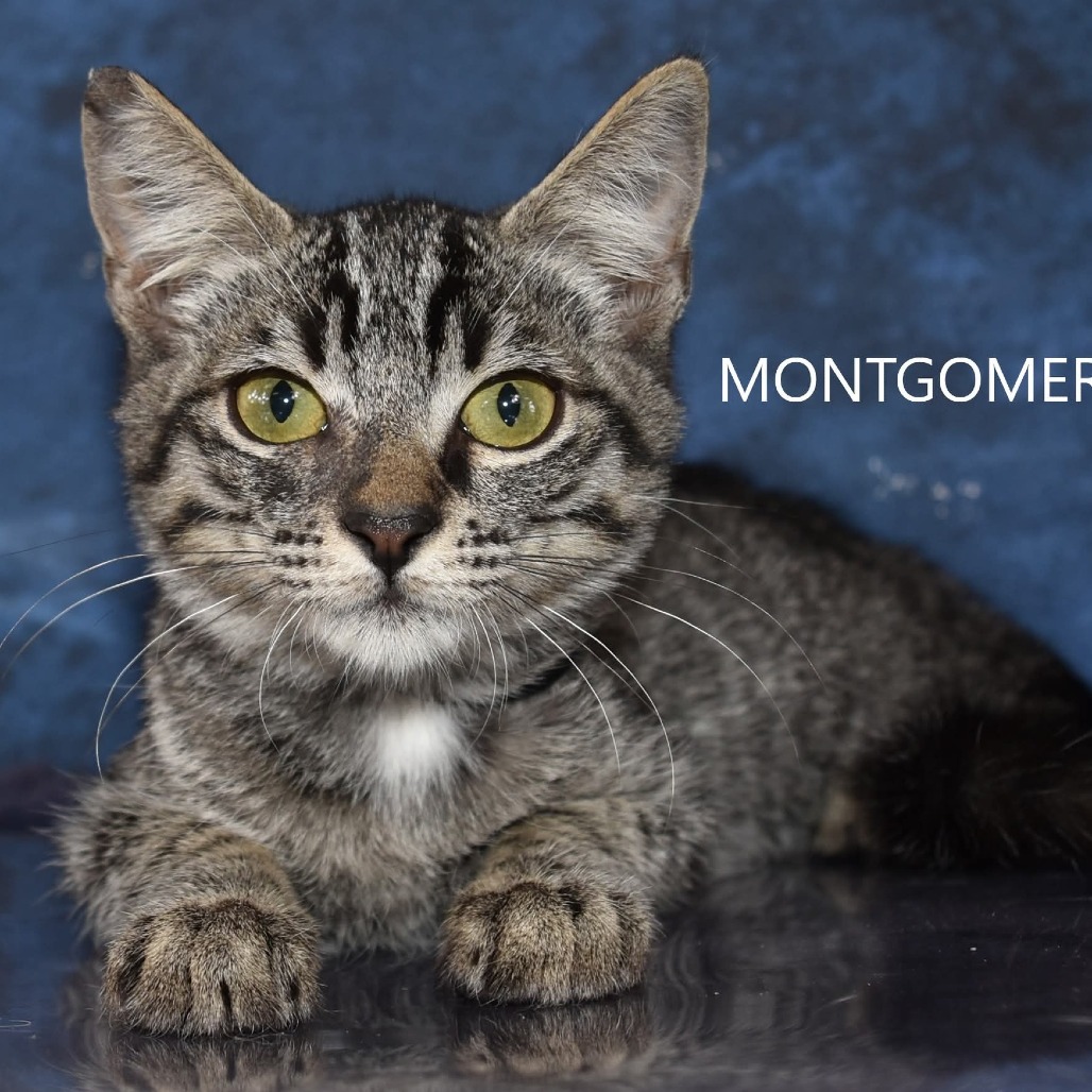 Montgomery