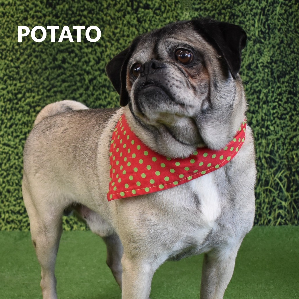 Potato