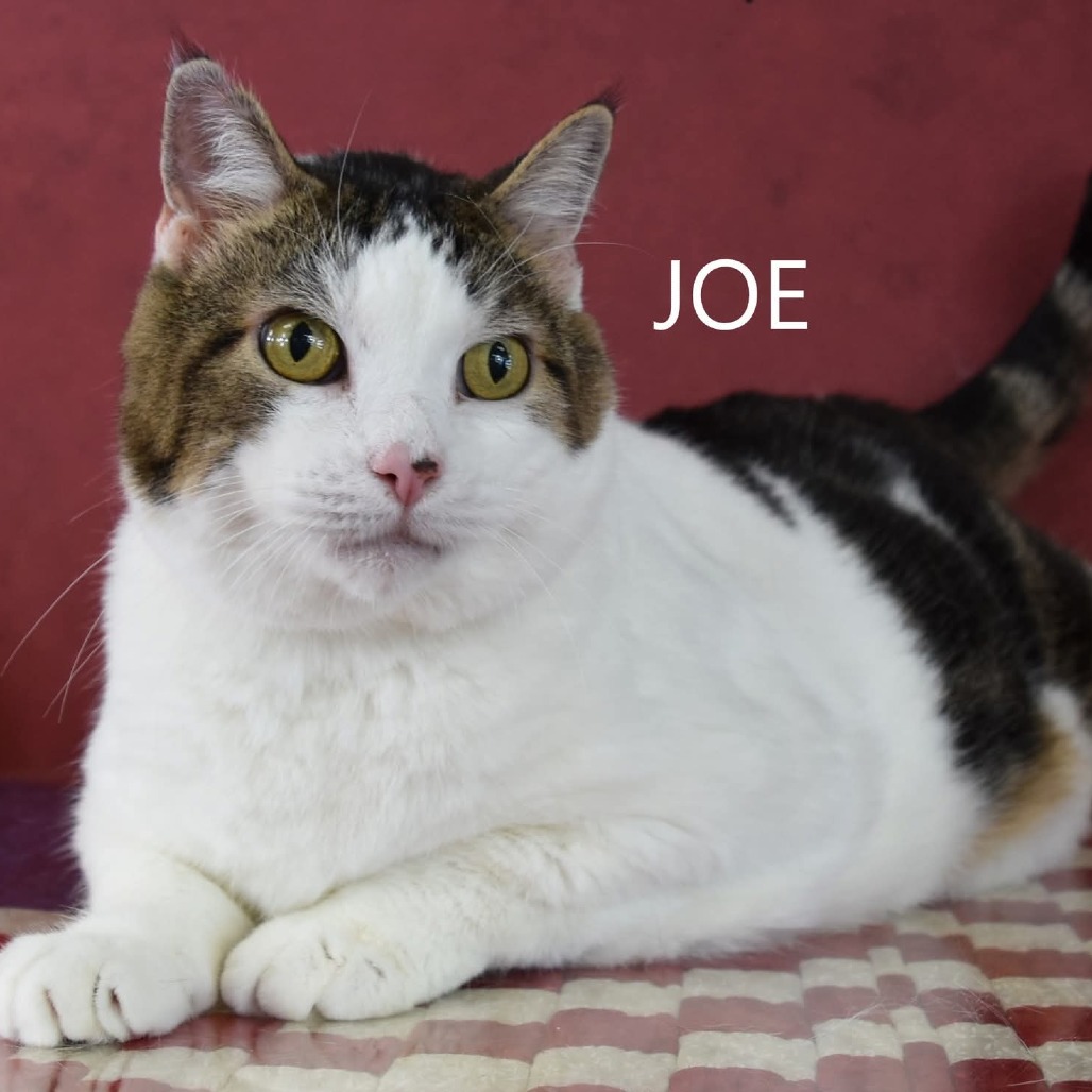 Joe
