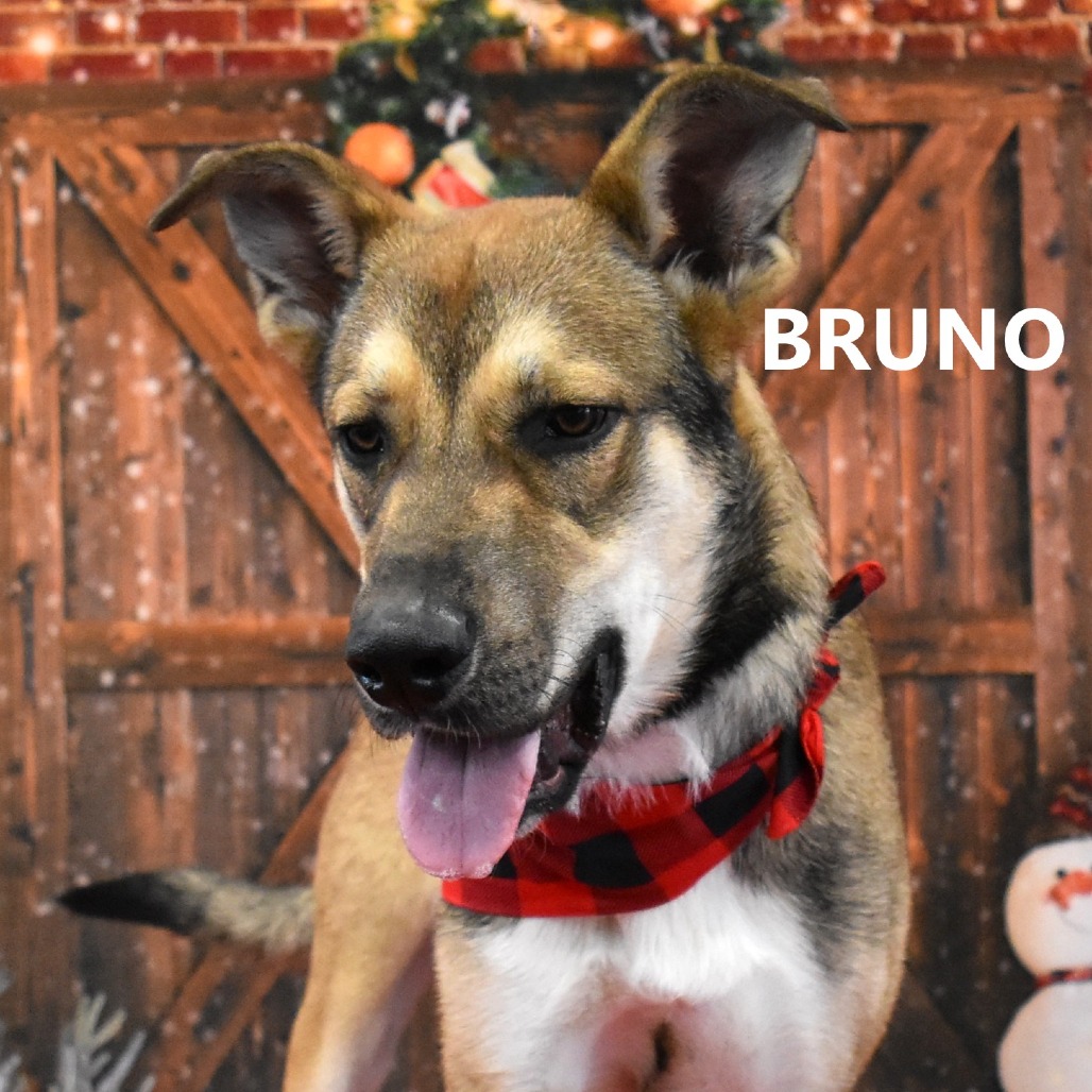 Bruno