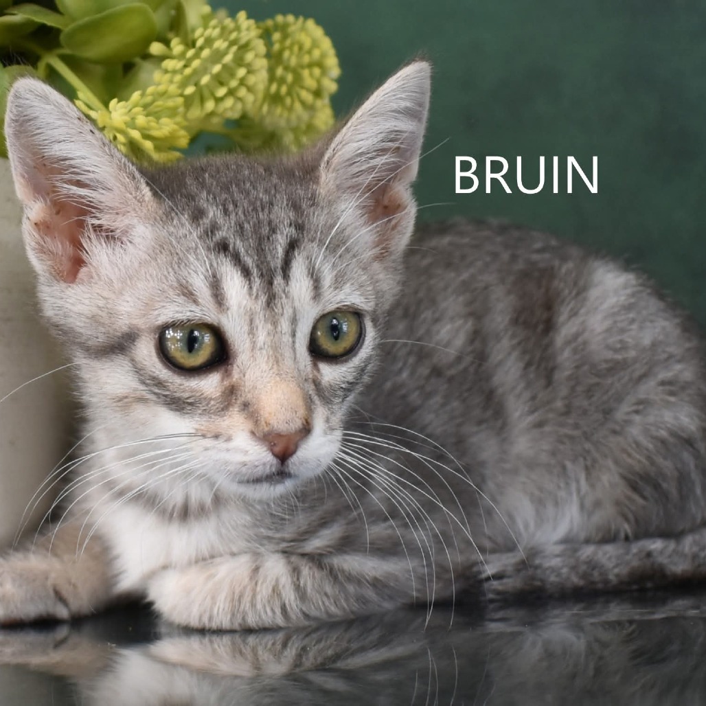Bruin