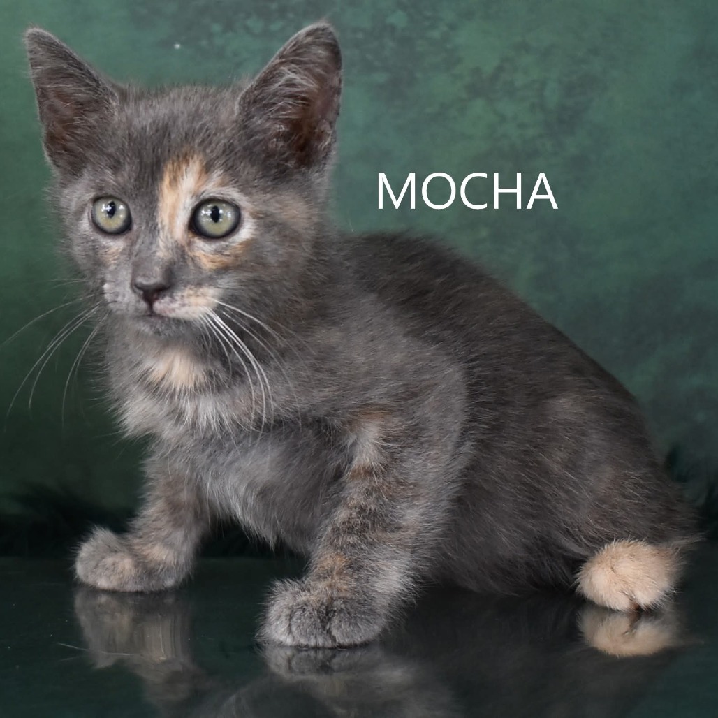 Mocha