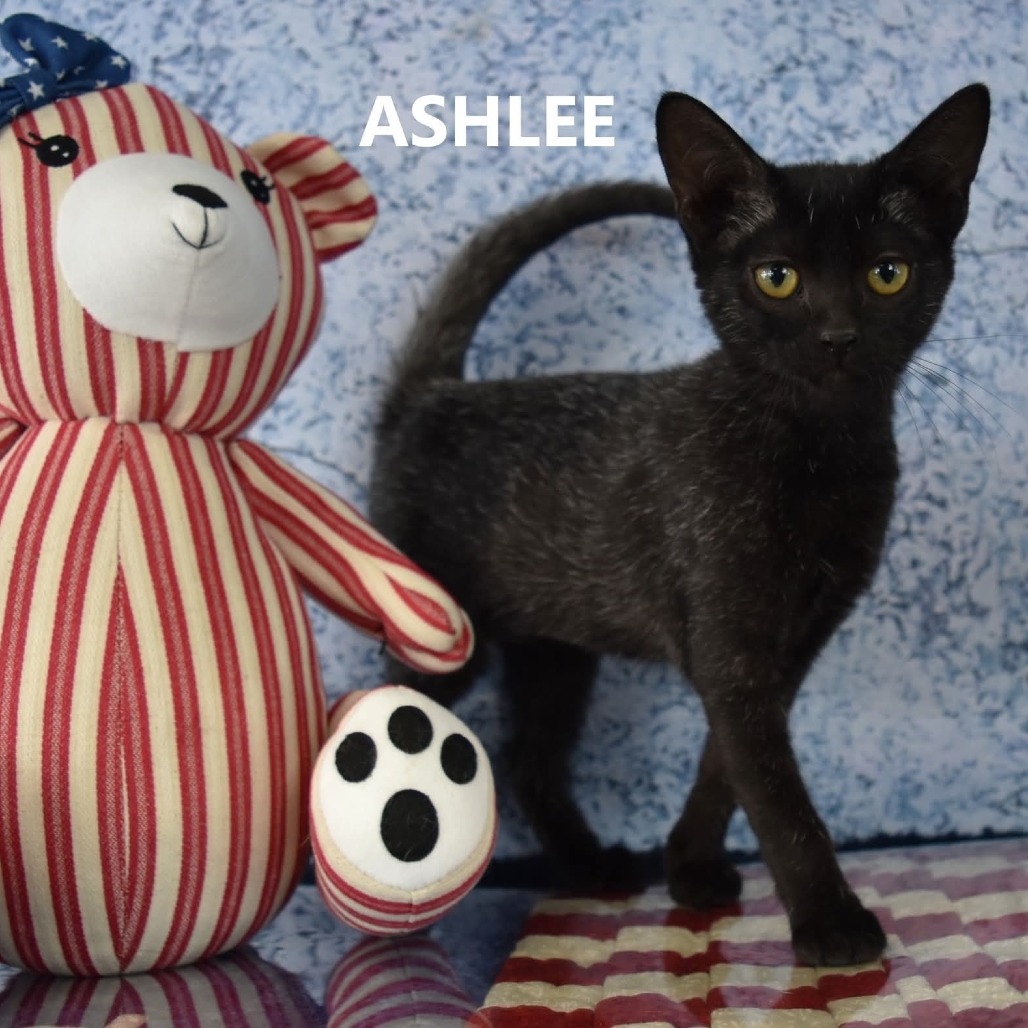 Ashlee