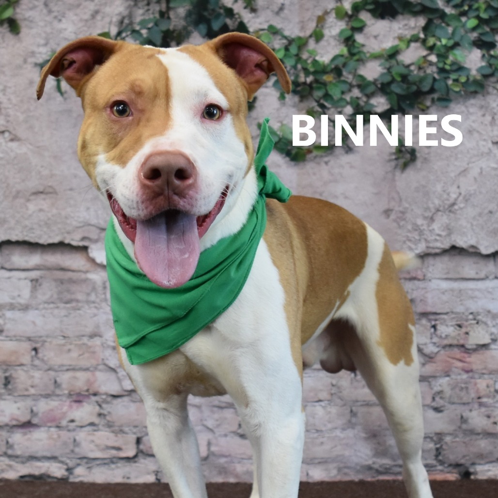Binnies