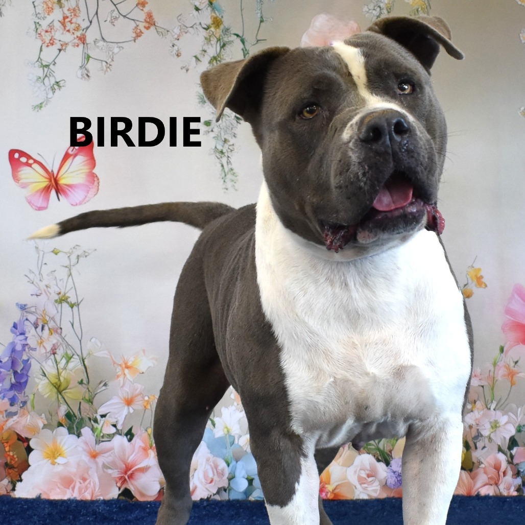 Birdie