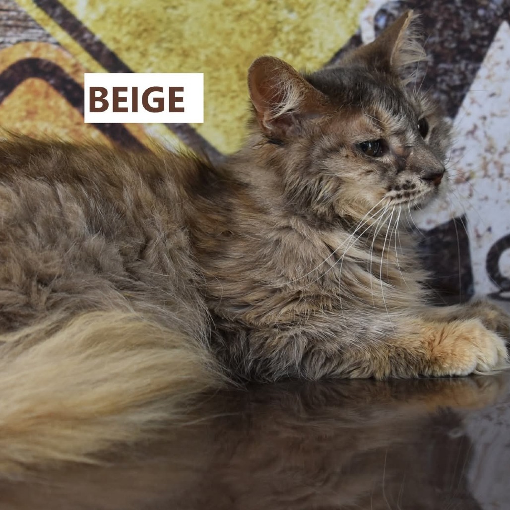 Beige