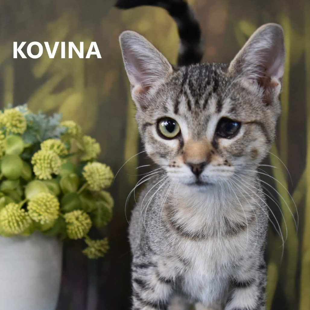 Kovina
