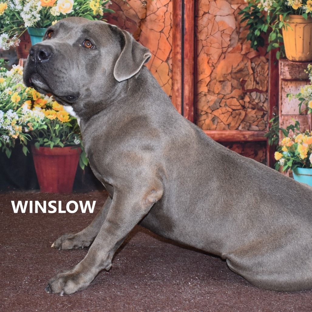 Winslow