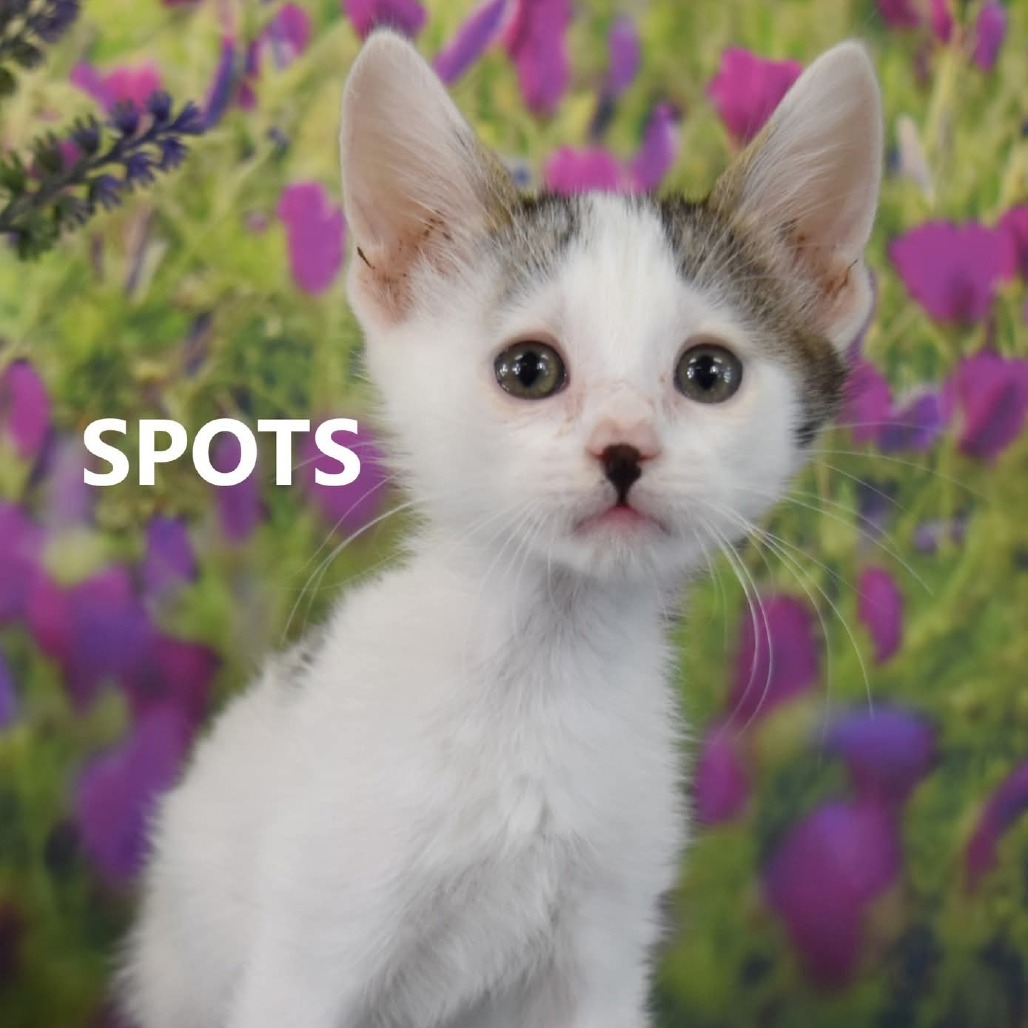 Spots