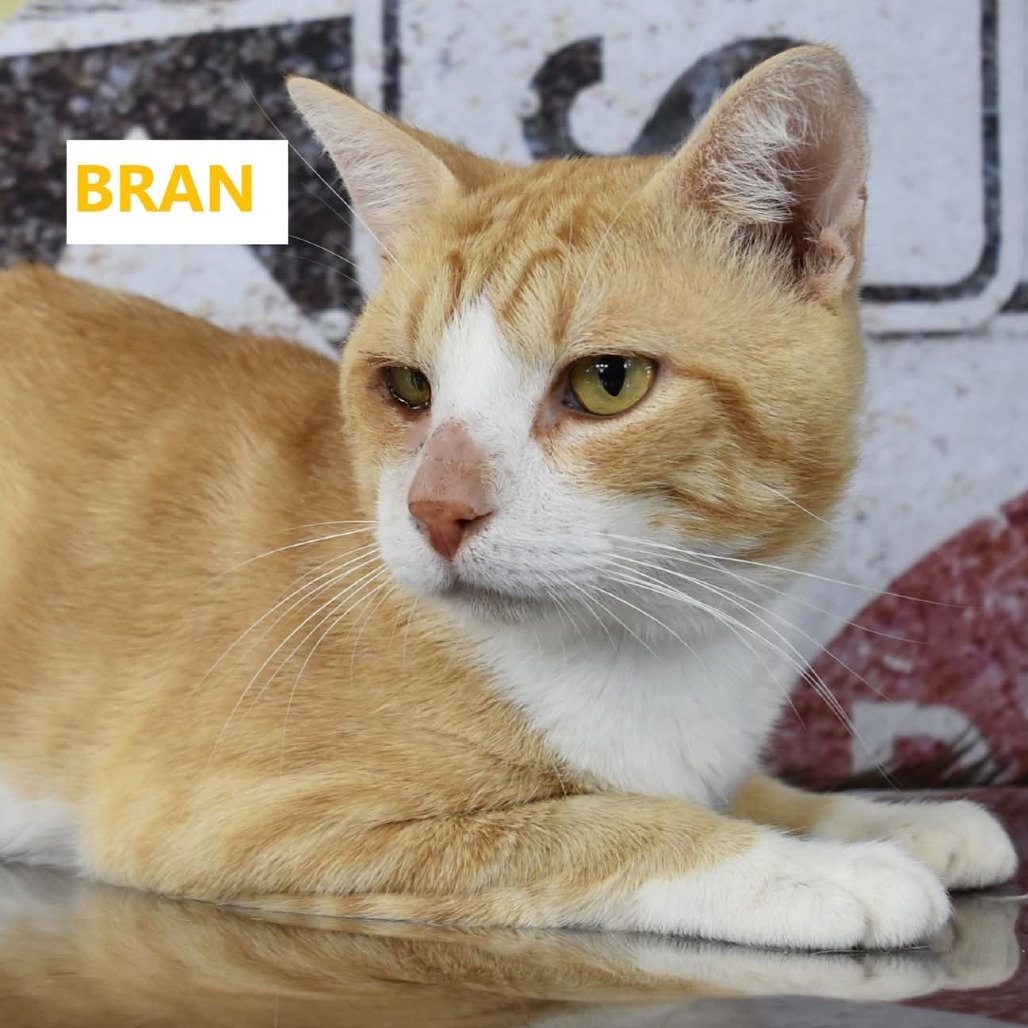Bran