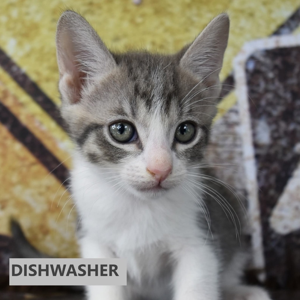 Dishwasher 