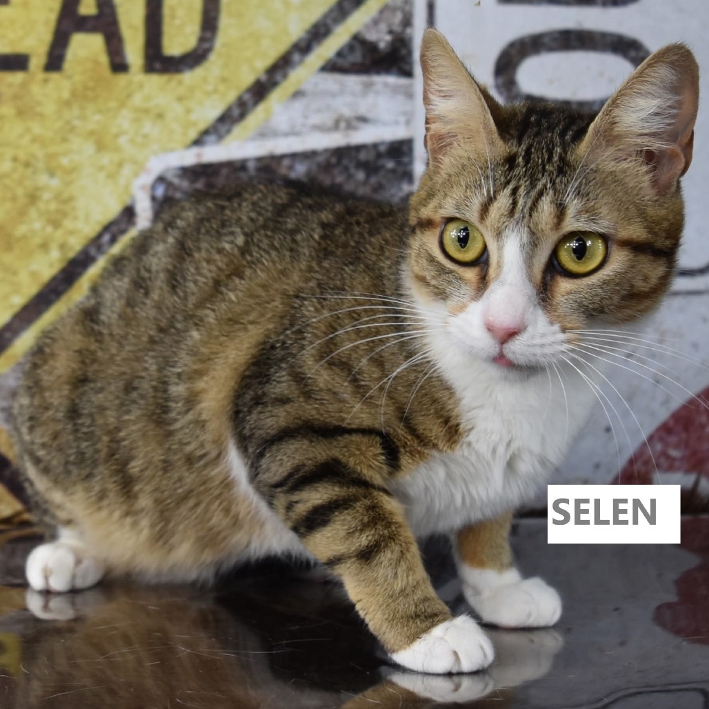 Selen