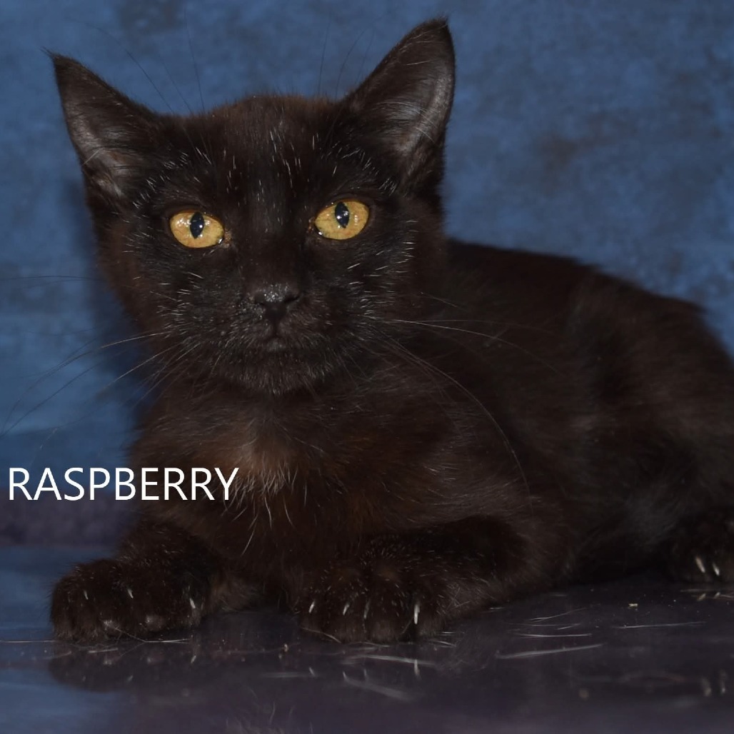 Raspberry