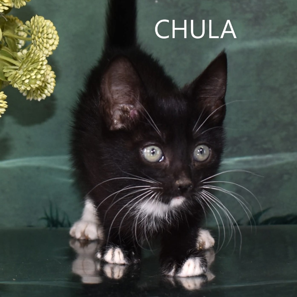 Chula