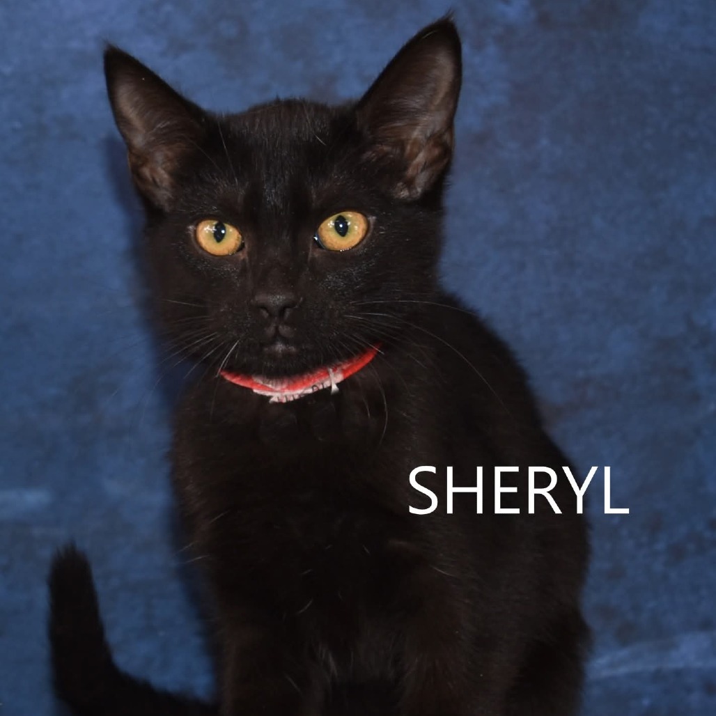 Sheryl