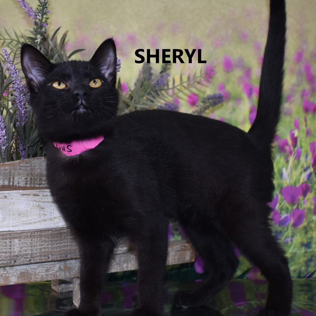 Sheryl