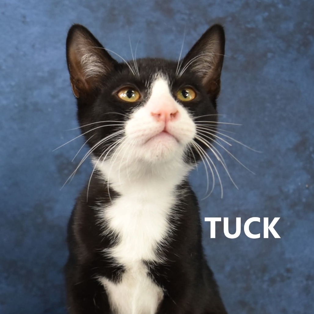 Tuck
