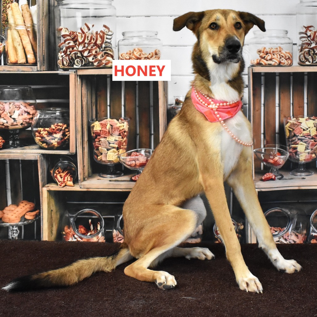 Honey