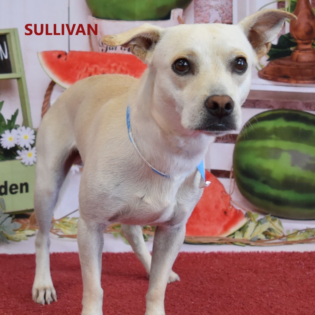 Sullivan