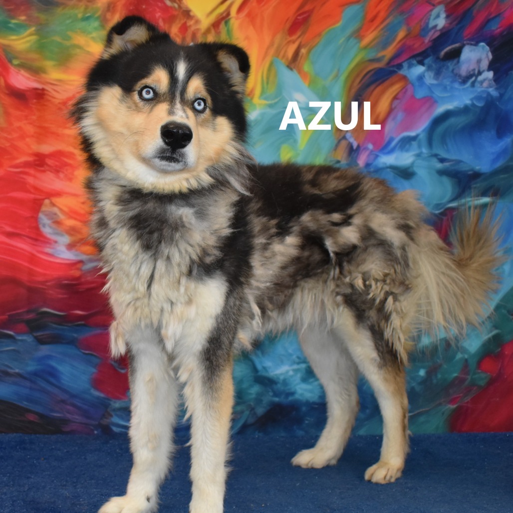 Azul