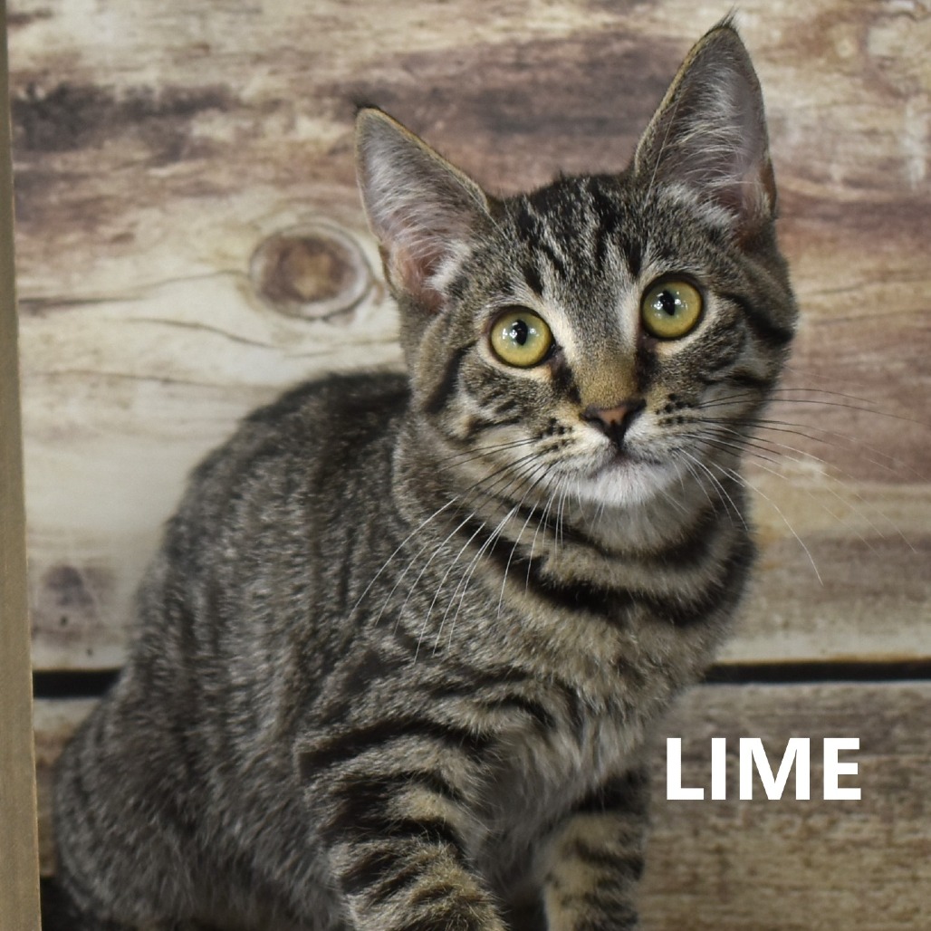 Lime