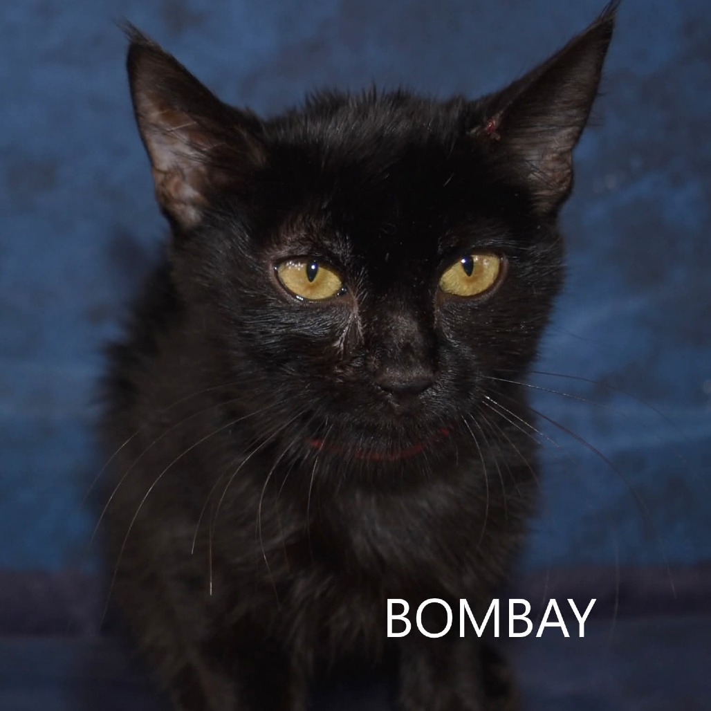 Bombay