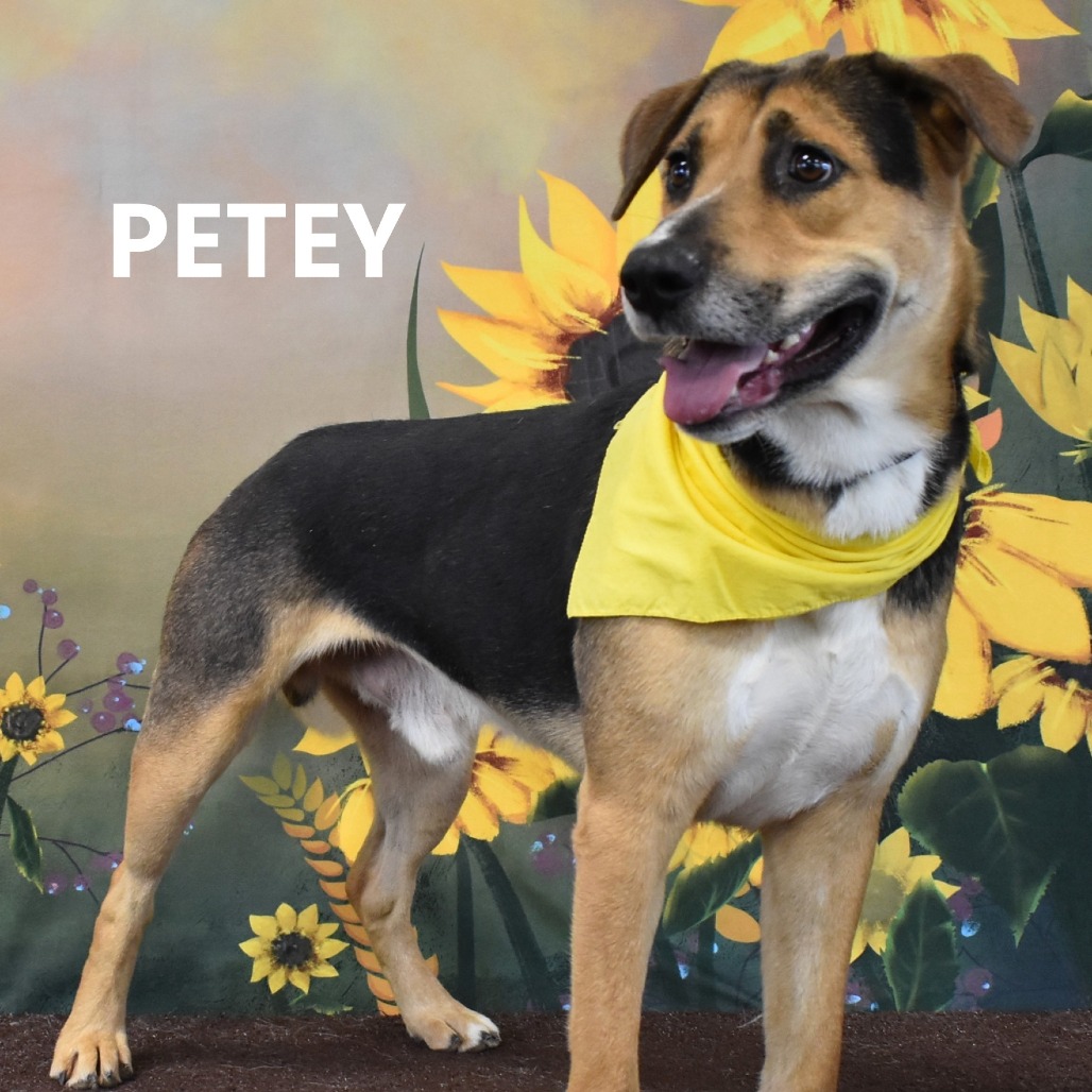 Petey 