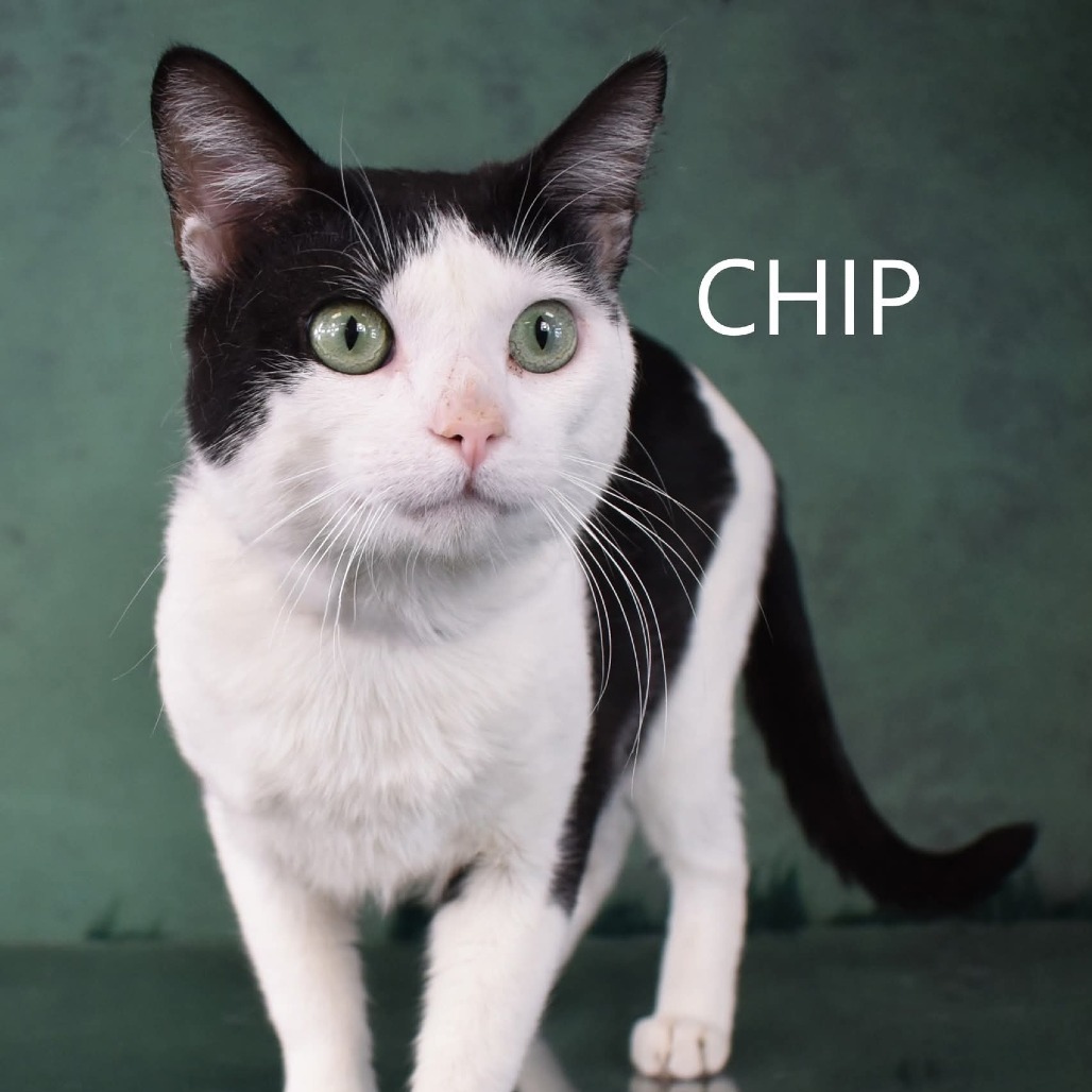 Chip 
