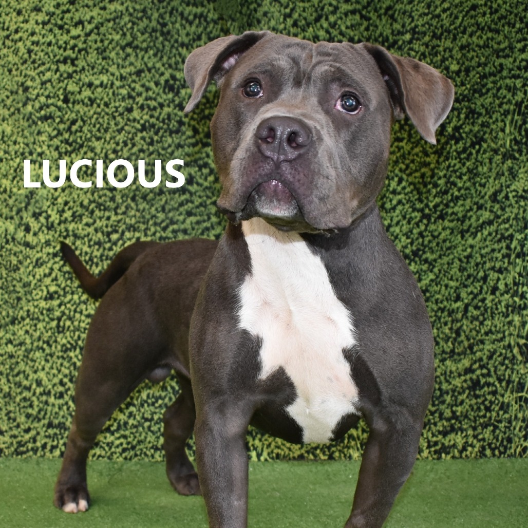 Lucious 