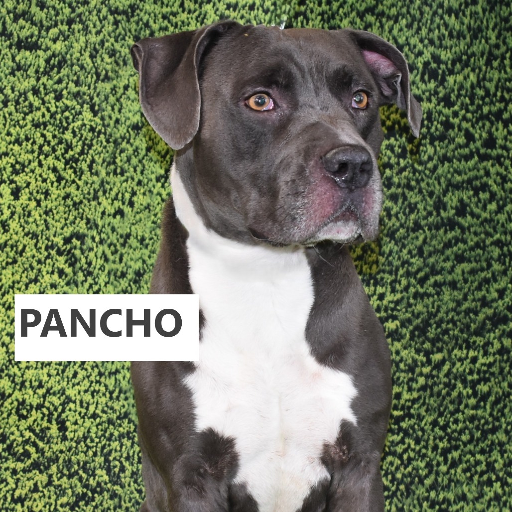 Pancho