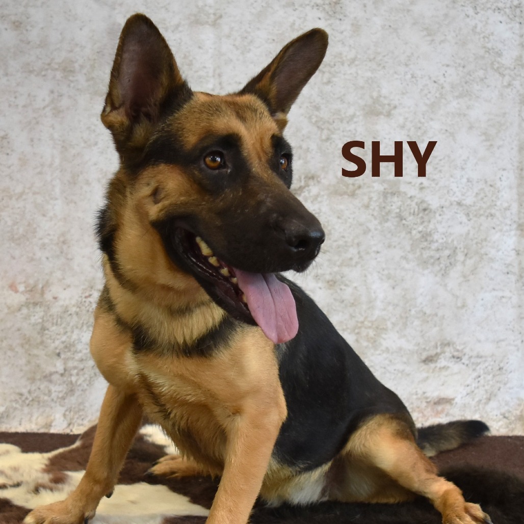 Shy