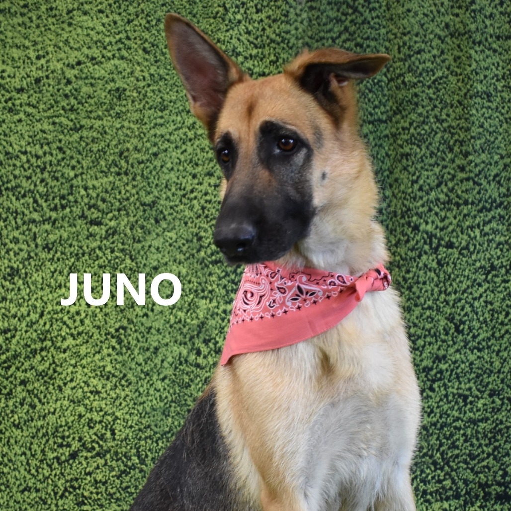 Juno