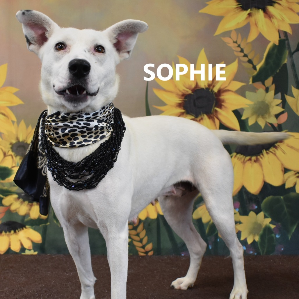 Sophie 