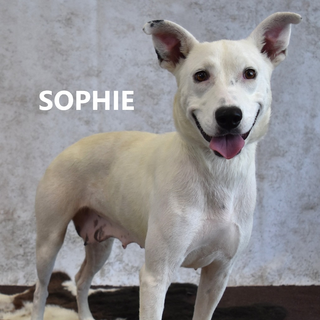 Sophie 