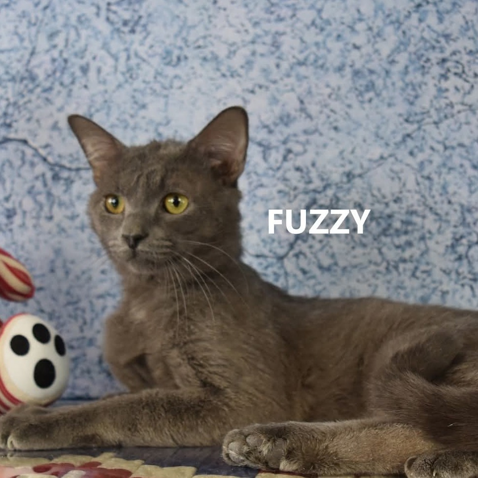 Fuzzy  