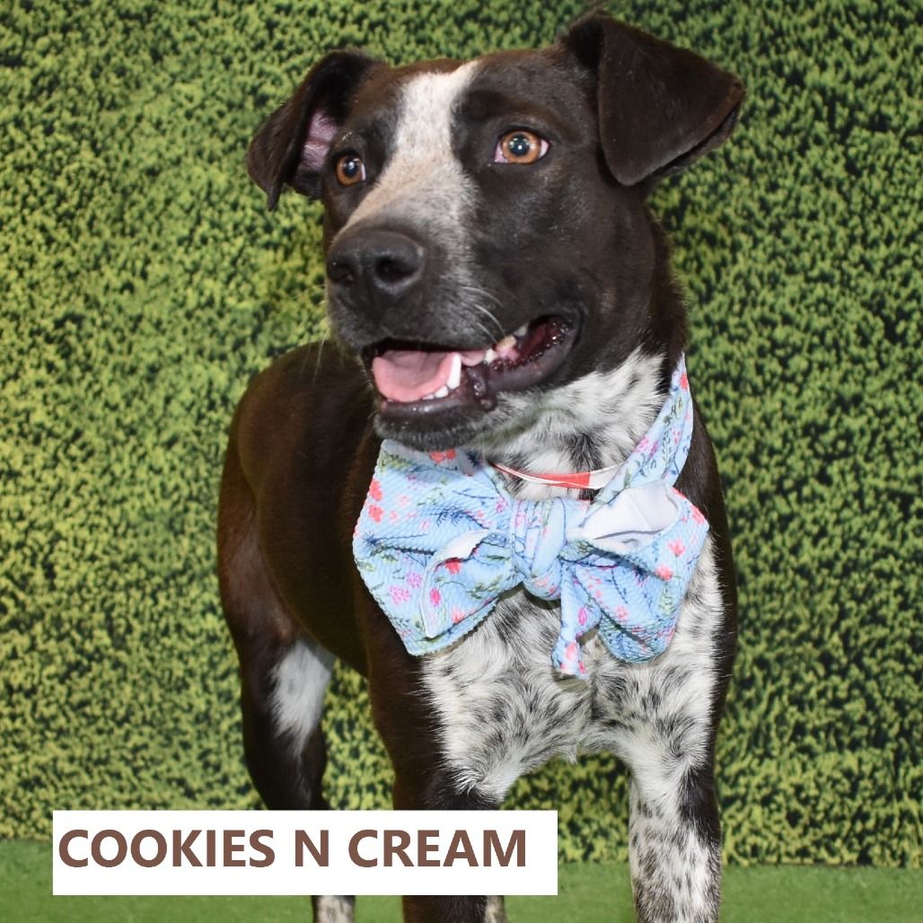 Cookies n Cream