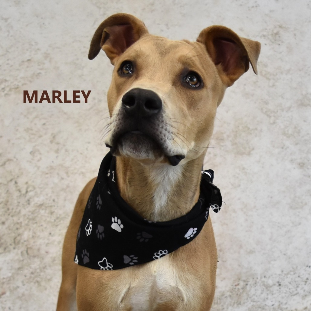 Marley