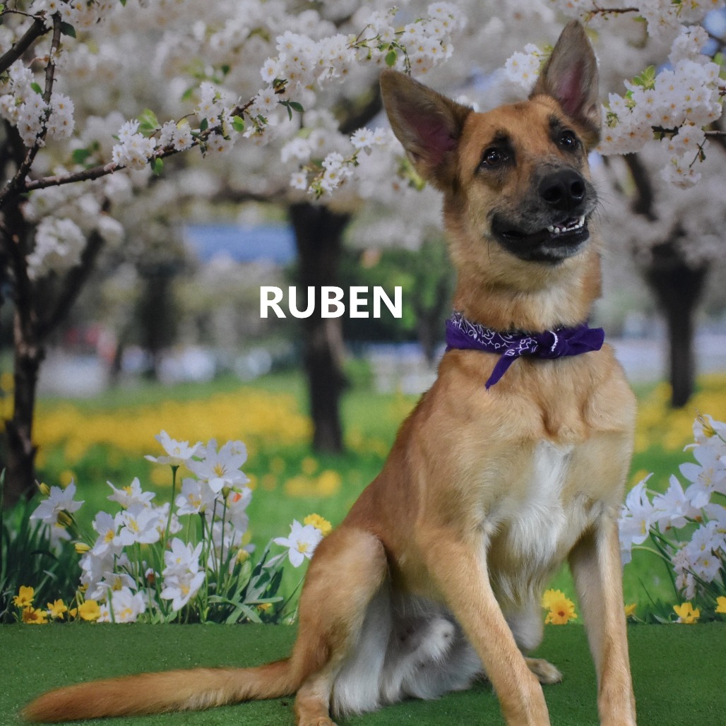 Ruben