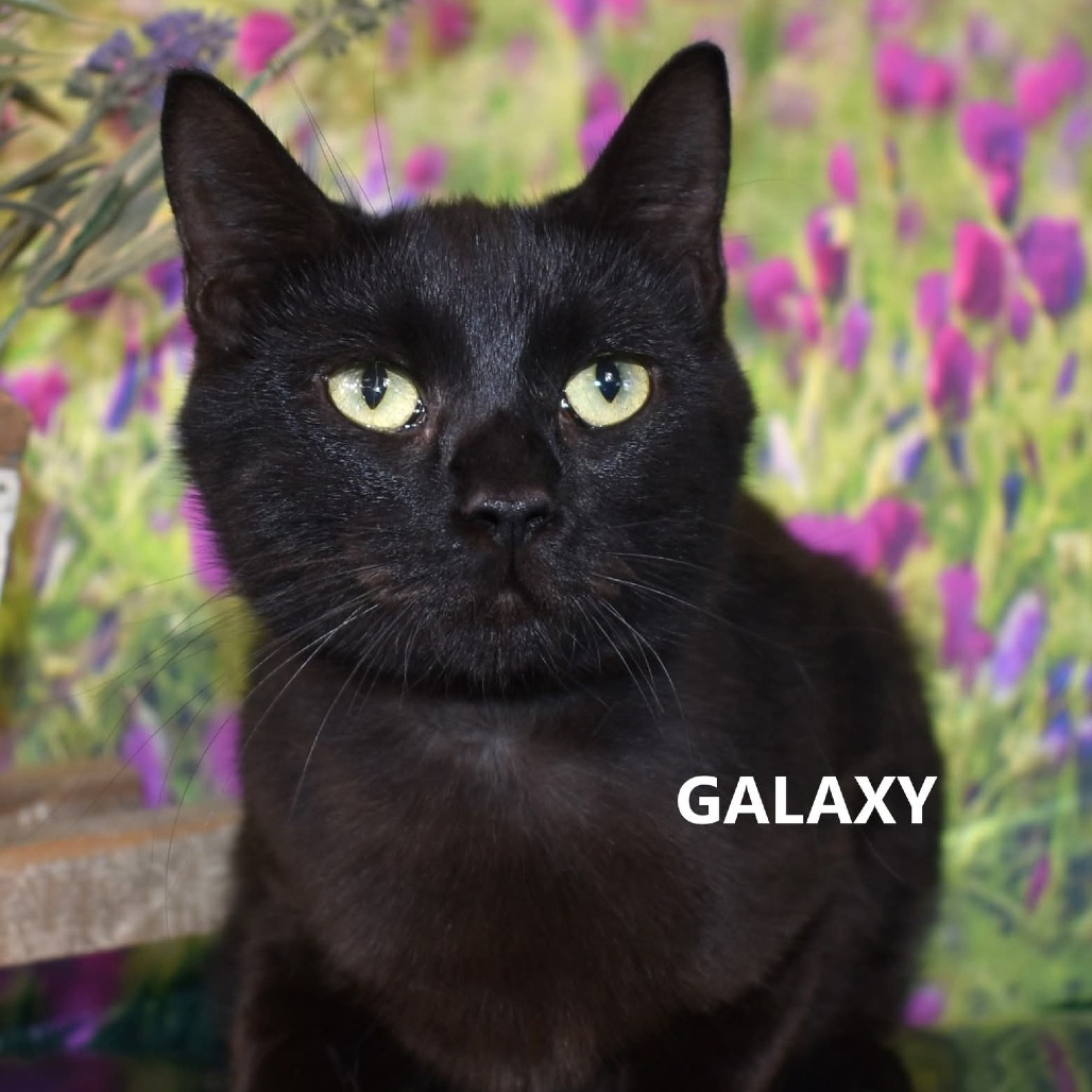 Galaxy