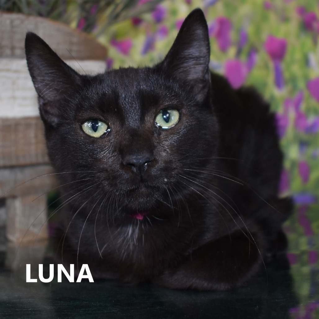 Luna