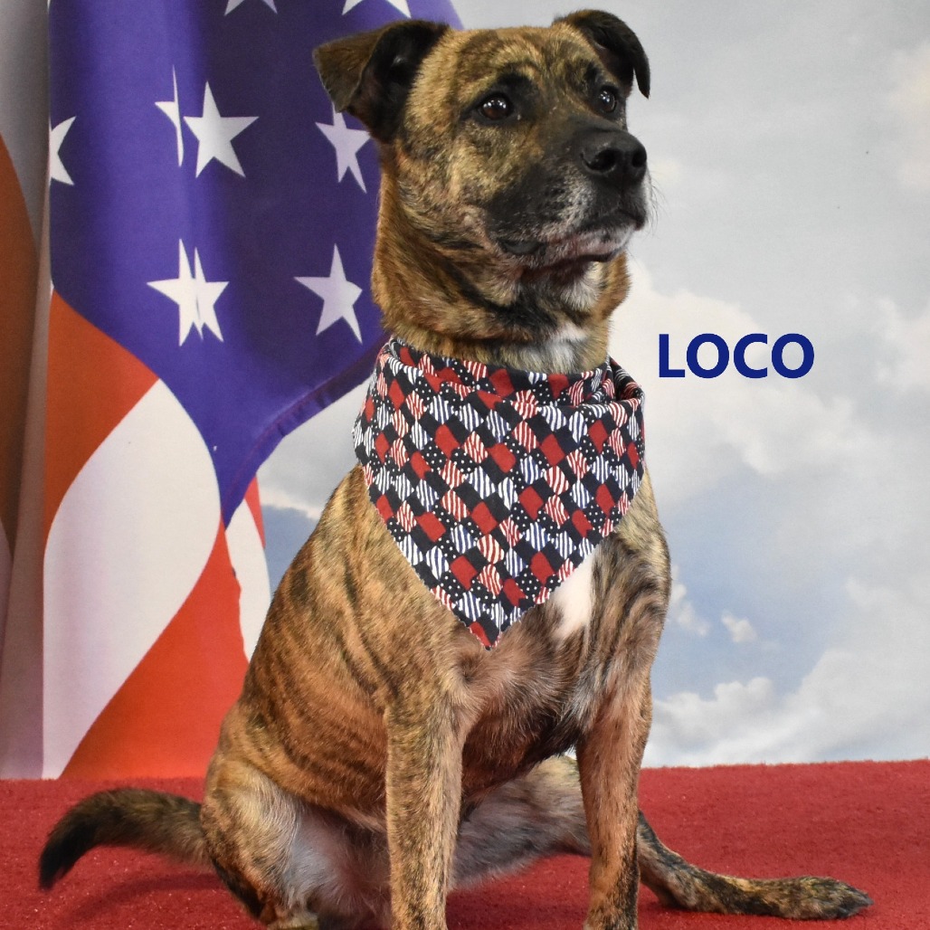 Loco