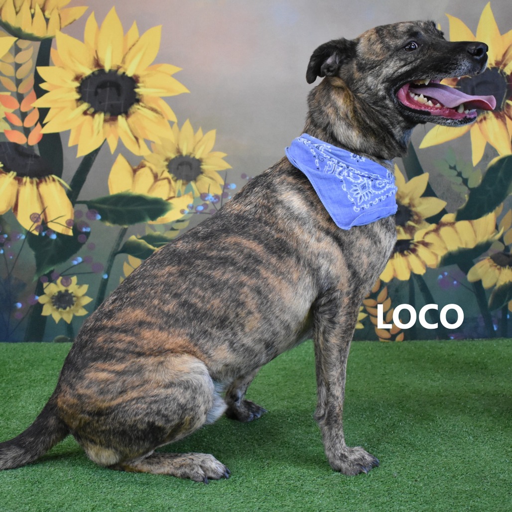 Loco