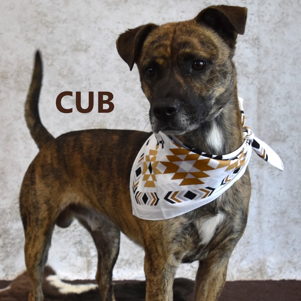 Cub