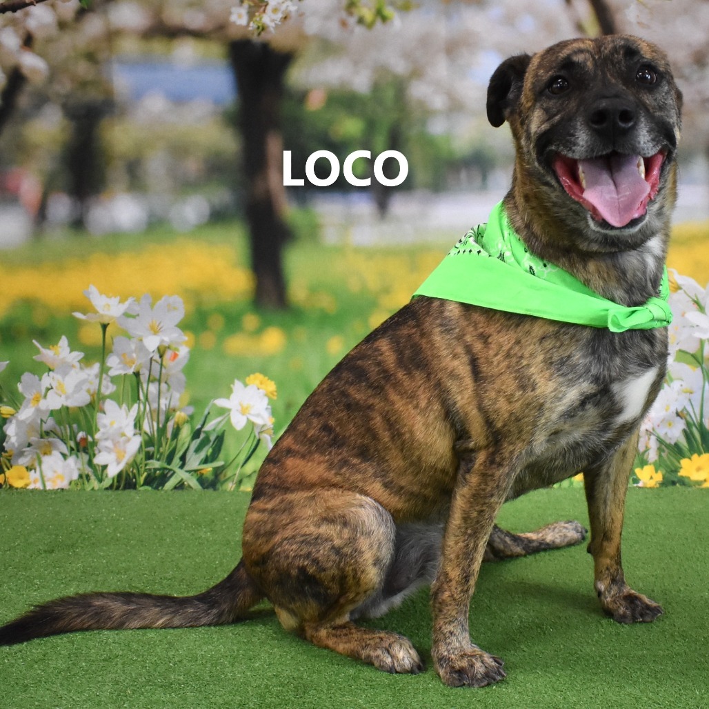 Loco