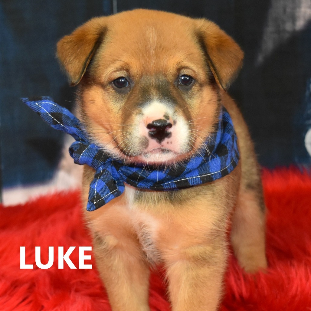 Luke