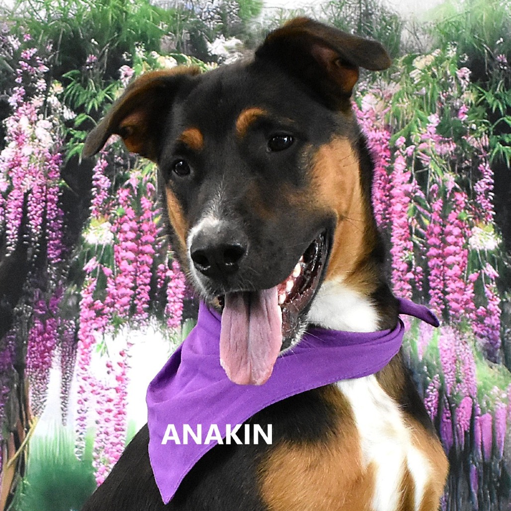 Anakin