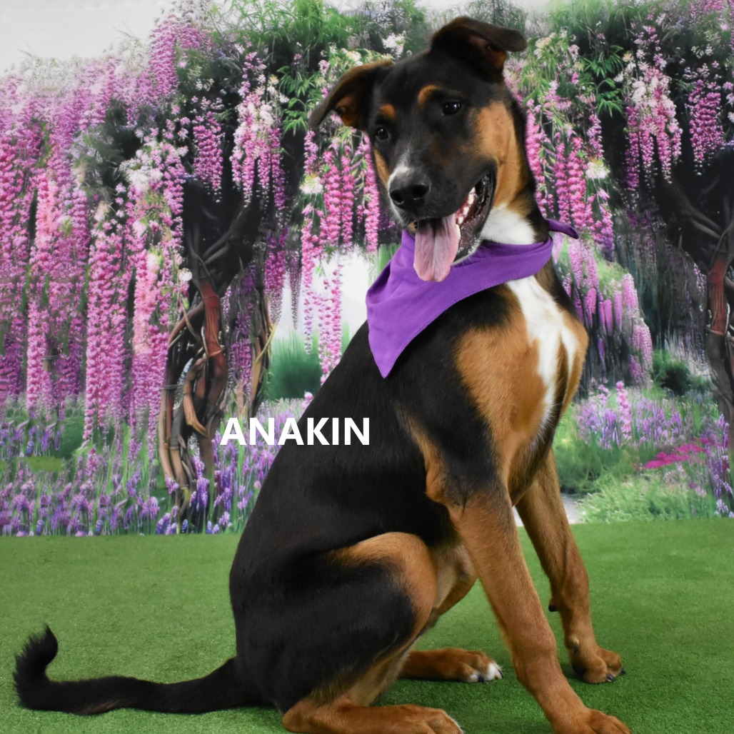 Anakin