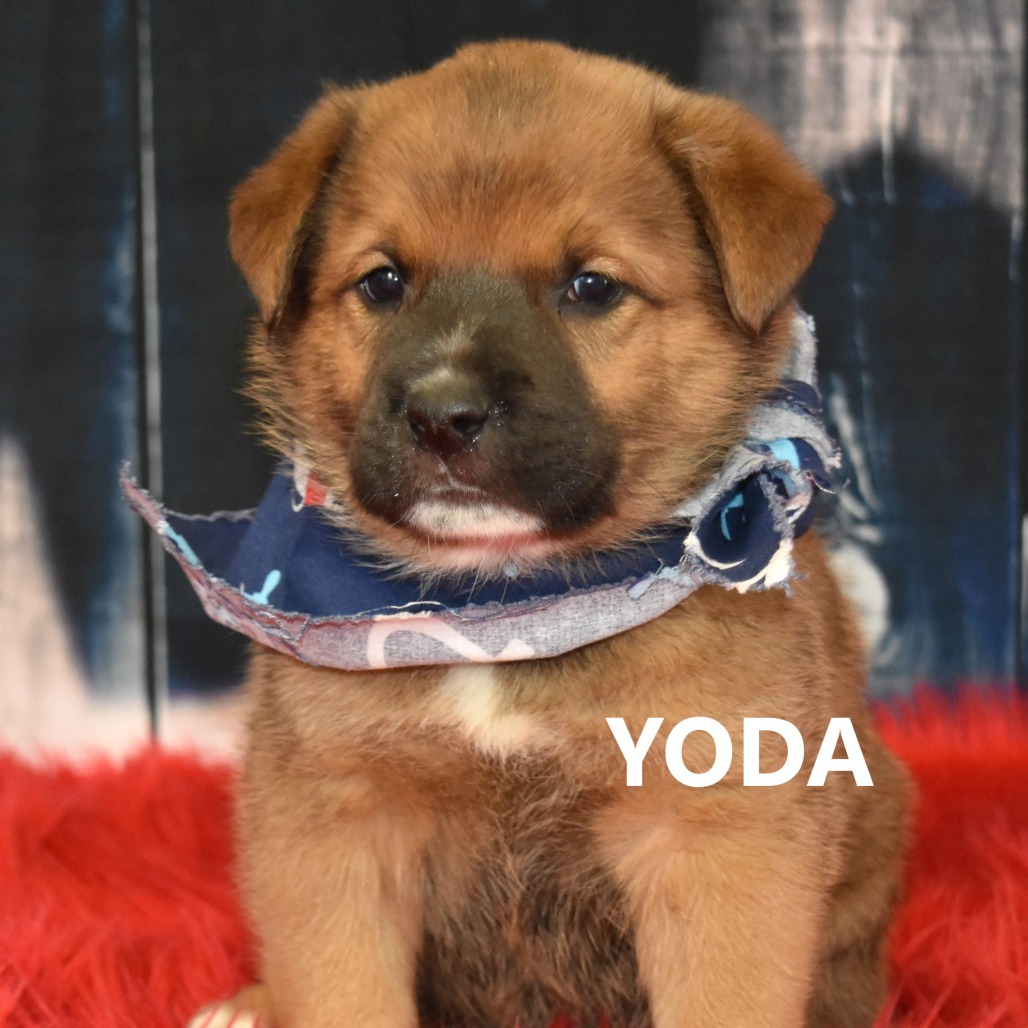 Yoda
