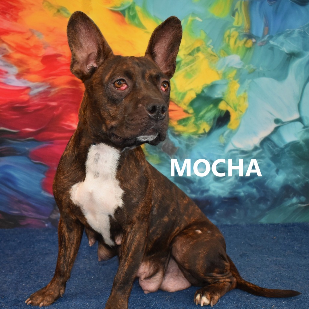 Mocha